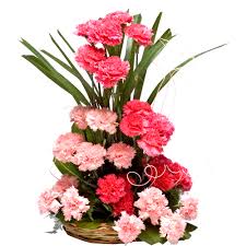 20 pink carnations arrangement