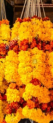 Wedding ceremony ritual traditional jaimala A pair of Marigold garlands